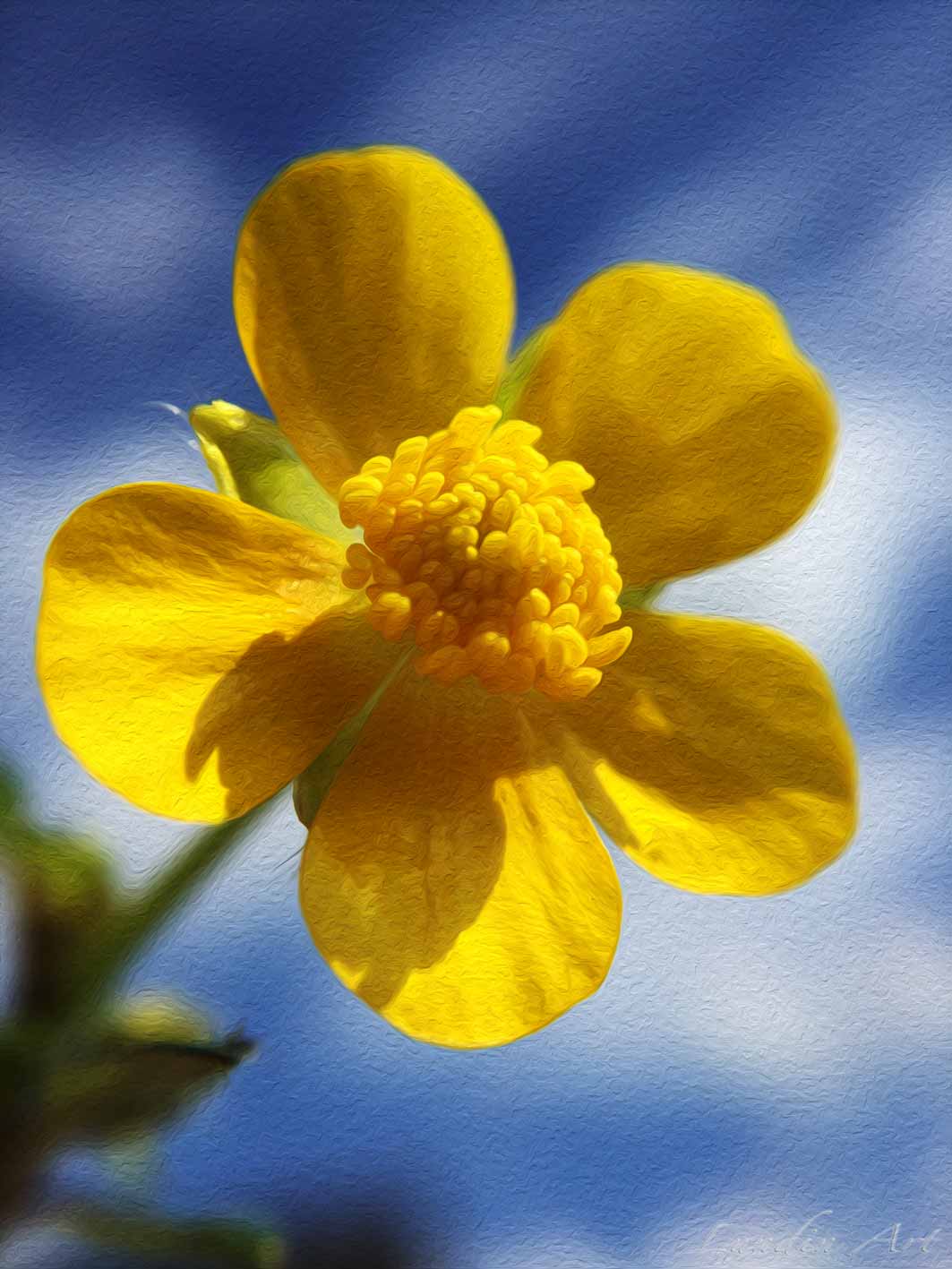 Digital Art/ArtWork/Painting/Kunst/Maleri/Buttercups - Jens Lundin Art