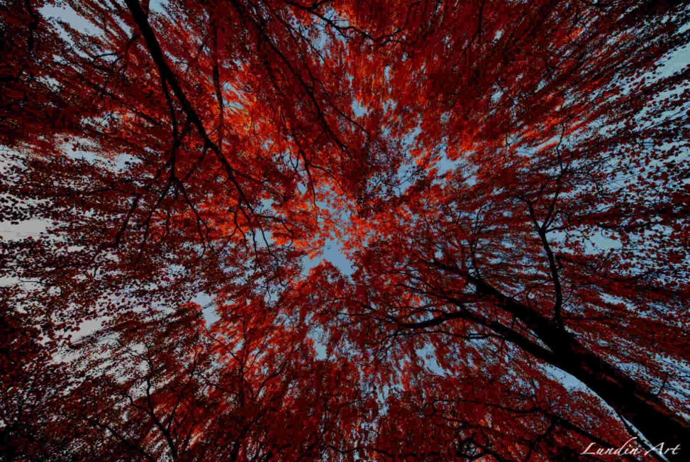 Digital Art/ArtWork/Painting/Kunst/Maleri/Sun in treeetops - Jens Lundin Art