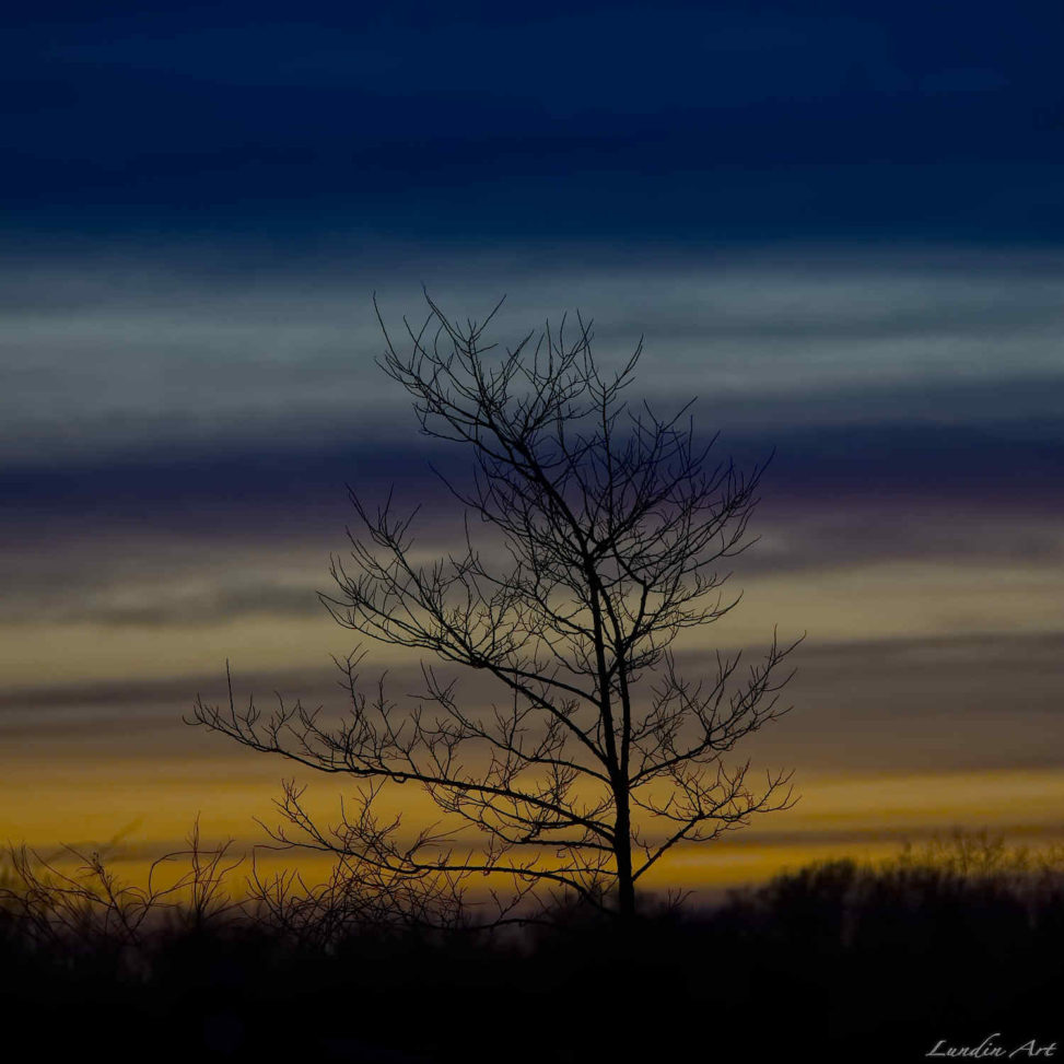 Digital Art,ArtWork,Painting,Kunst,Maleri,Tree at sunset,Træ I skumringen,Jens Lundin Art