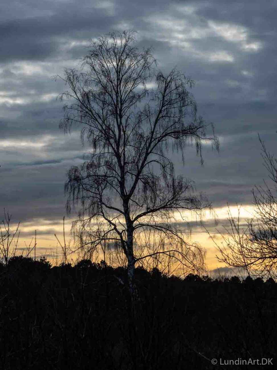 Digital Art,ArtWork,Painting,Kunst,Maleri,Photo,Nature,Natur,Træ i Grenaa plantage,Tree in Grenaa plantation,Jens Lundin Art