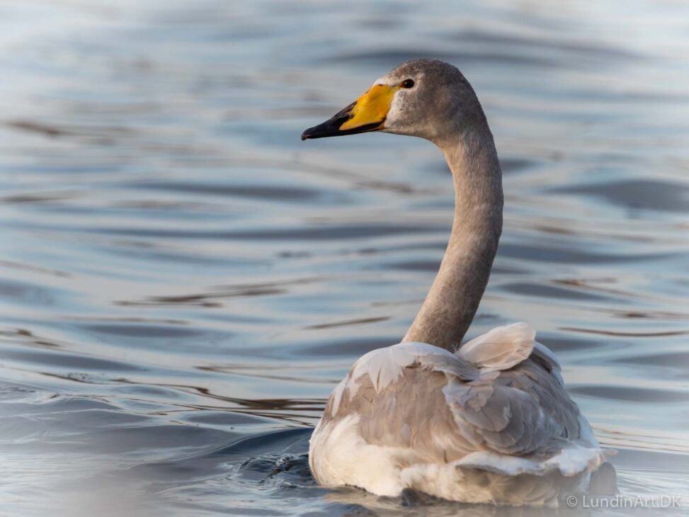 Digital Art,ArtWork,Painting,Kunst,Maleri,Photo,Nature,Natur,Svane i Fønsvang Sø,Swan in Fønsvang Lake,Jens Lundin Art