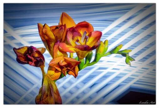Digital Art,ArtWork,Painting,Kunst,Maleri,Lightpainted Flowers,Lysmaling på blomster,Jens Lundin Art
